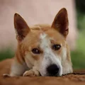 Chien de Canaan