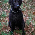 Retriever a pelo riccio
