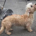 Dandie Dinmontterriër