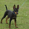 English Toy Terrier