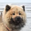 Eurasier