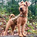 Irish Terrier