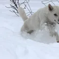 Kishu
