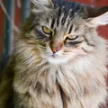 Kurilian bobtail