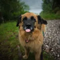 Leonberger