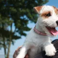 Parson Russell Terrier