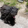 Puli