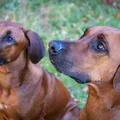 Rhodesian-Ridgeback