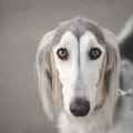 Saluki