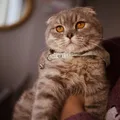 Scottish Fold