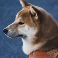 Shiba Inu