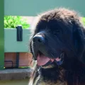 Newfoundland