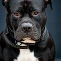 Staffordshire Bull Terrier
