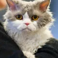 Selkirk rex
