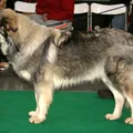 Karst-Schäferhund
