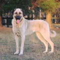 Anatolischer Hirtenhund