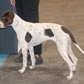 Old Danish Pointer