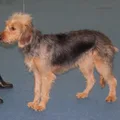 Bosnischer Laufhund
