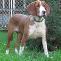 Posavatz-Laufhund