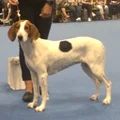 Haldenlaufhund