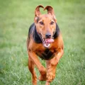 Chien courant serbe
