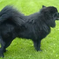 Chien suédois de Laponie