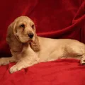English Cocker Spaniel