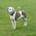 Bouledogue Américain