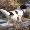 Spaniel Perdigueiro de Drente