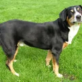 Entlebucher Sennenhund