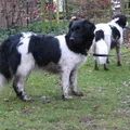 Cão de aponte frisão