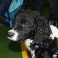 Chien d'eau frison