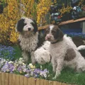 Chien d'eau espagnol