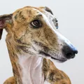 Galgo Español