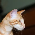 Mandarín
