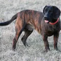 Chien rouge de Hanovre