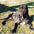 Mastino Napoletano