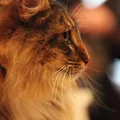 Norwegian Forest Cat