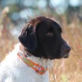Kleine Münsterländer