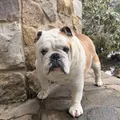 Bulldog Inglese