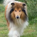 Rough Collie