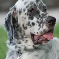 English Setter