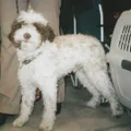 Lagotto romagnolo