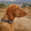 Kurzhaariger Ungarischer Vorstehhund
