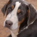 Großer Schweizer Sennenhund
