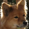 Spitz Finlandês