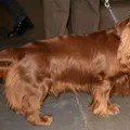 Sussex-Spaniel