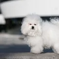 Bichón boloñés