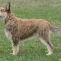 Pastore della Piccardia