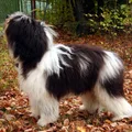 Pastore Polacco di Pianura